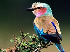 Lilac-breasted Roller